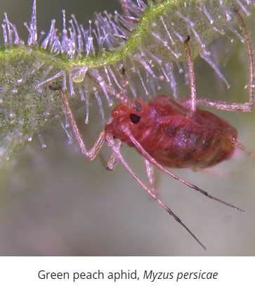 Green peach aphid, Myzus persicae.